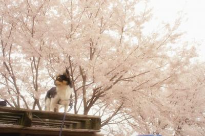 桜の木の下で