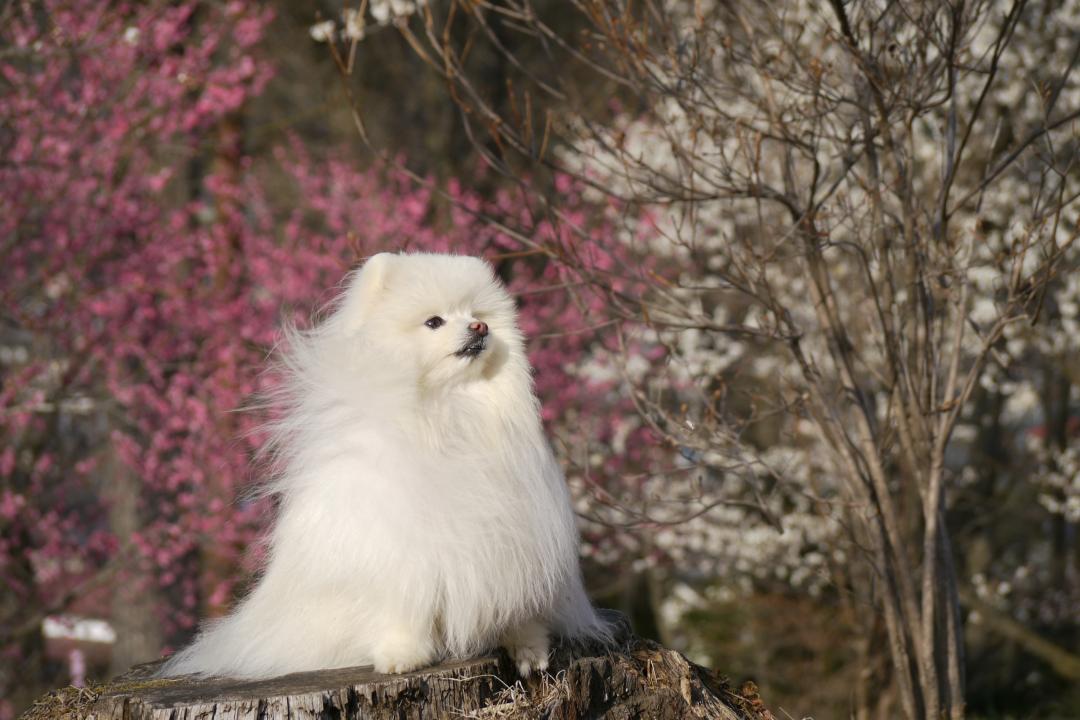 春の風と梅園