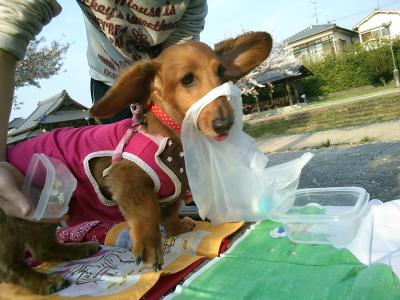 お手伝い♪