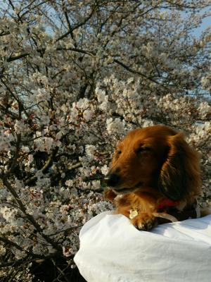 桜とワンコ