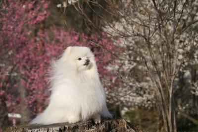 春の風と梅園