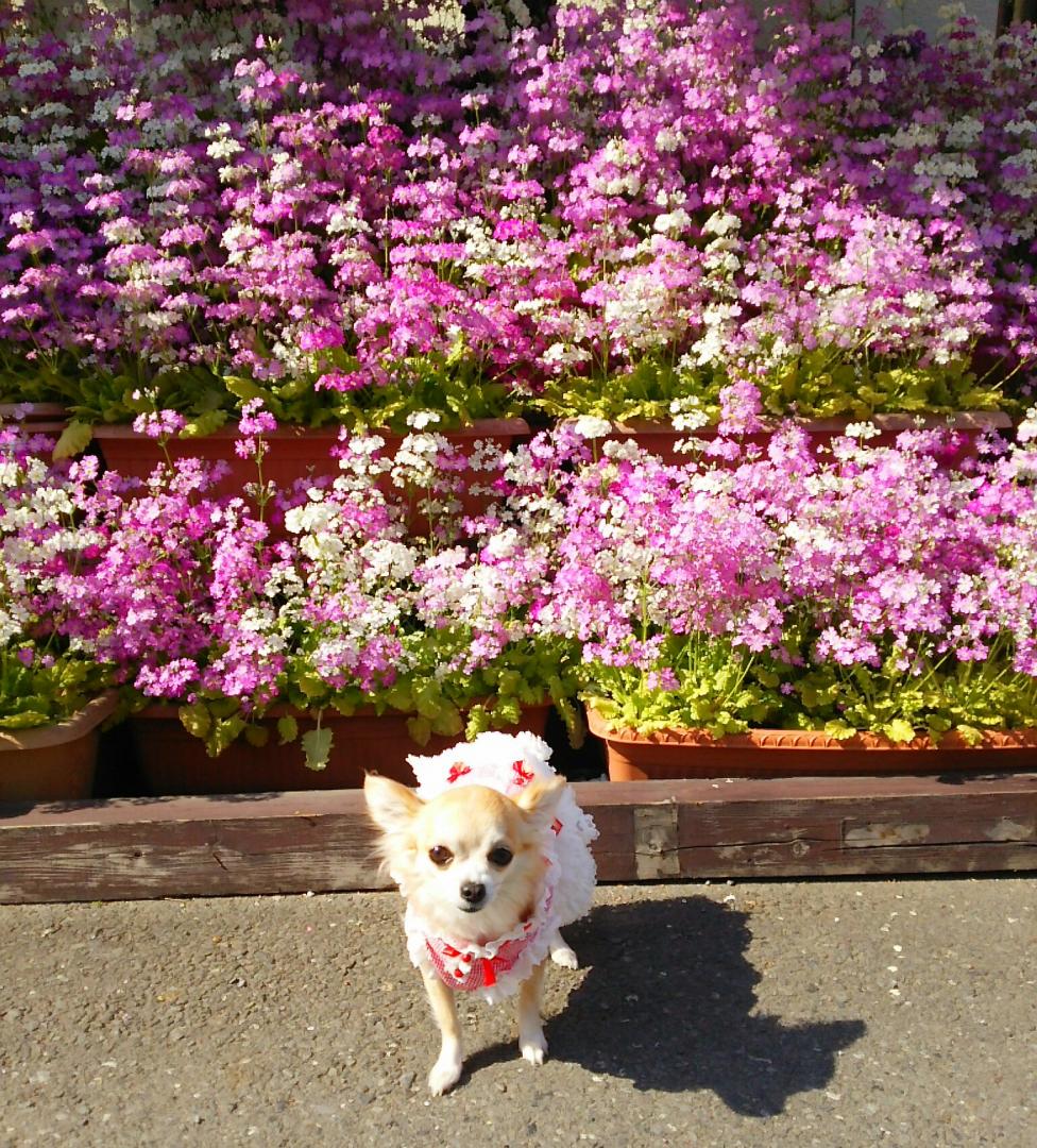 °･:*桜草のシャワー*:･ﾟ