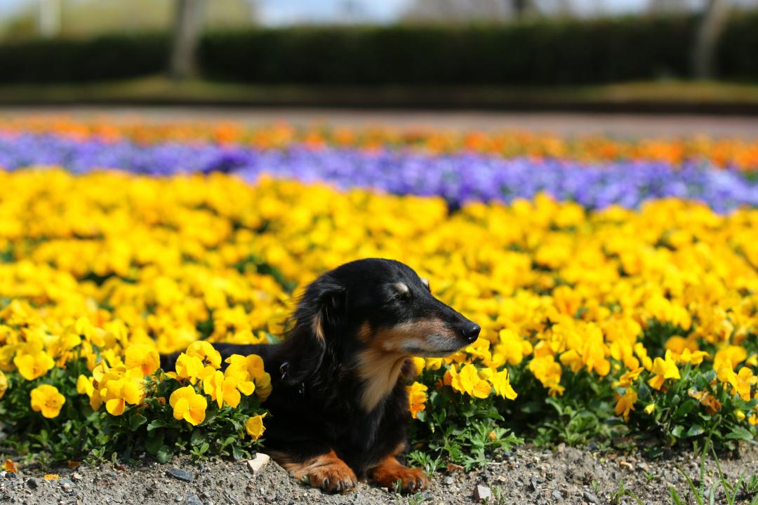 花と同じ目線♪