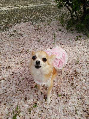 桜の絨毯ふわふわだね♪