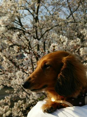 満開の桜と