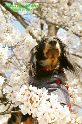 わんこだって花見する❗