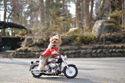 雪も融けたので自慢のバイクでツーリング