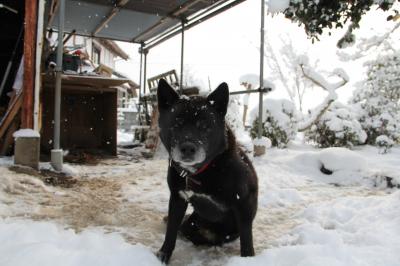 雪の日のロン