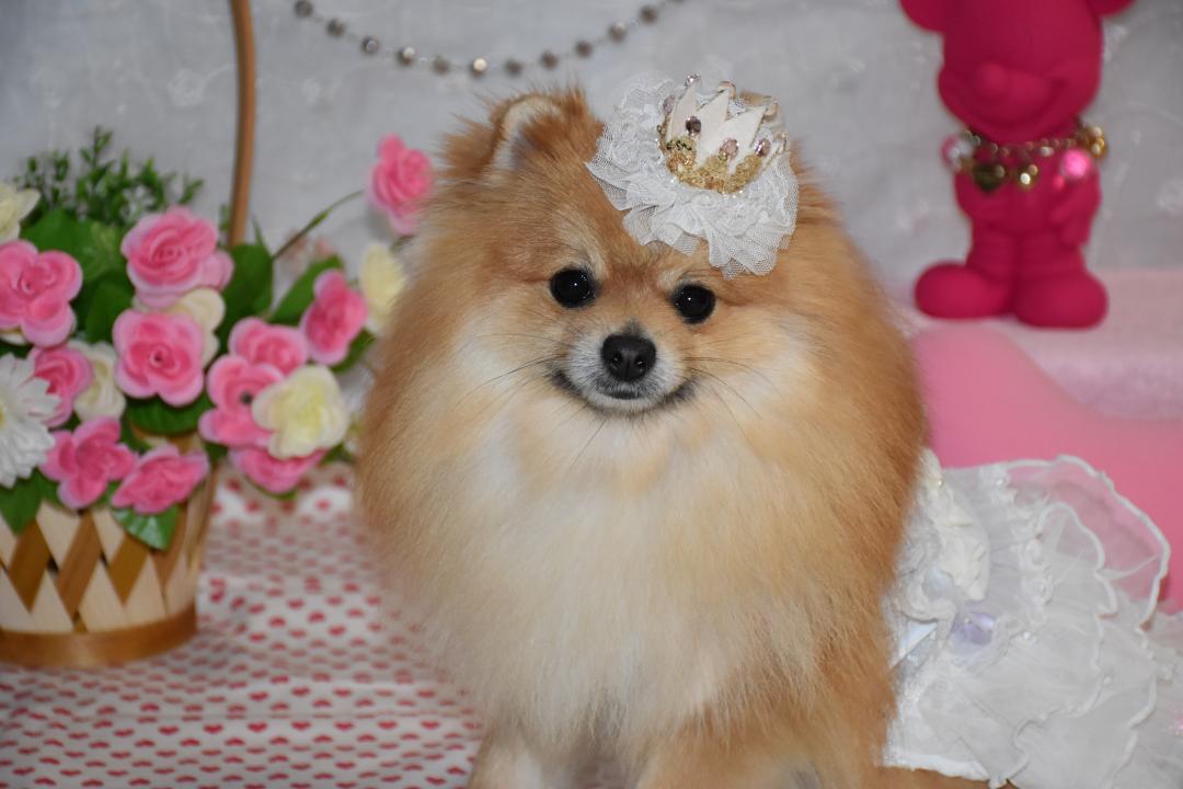 おめかしでございます