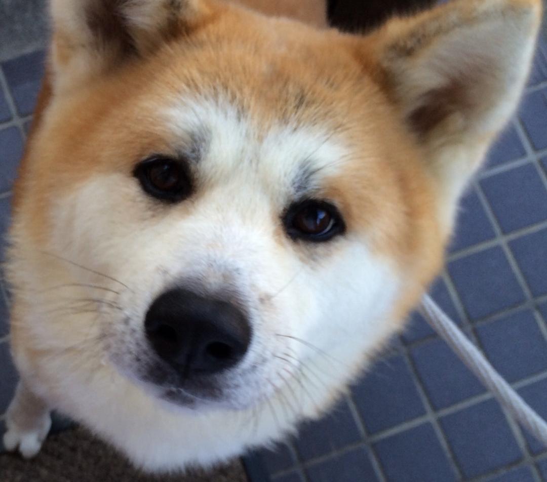 食べること大好きな秋田犬の蓮華❤︎