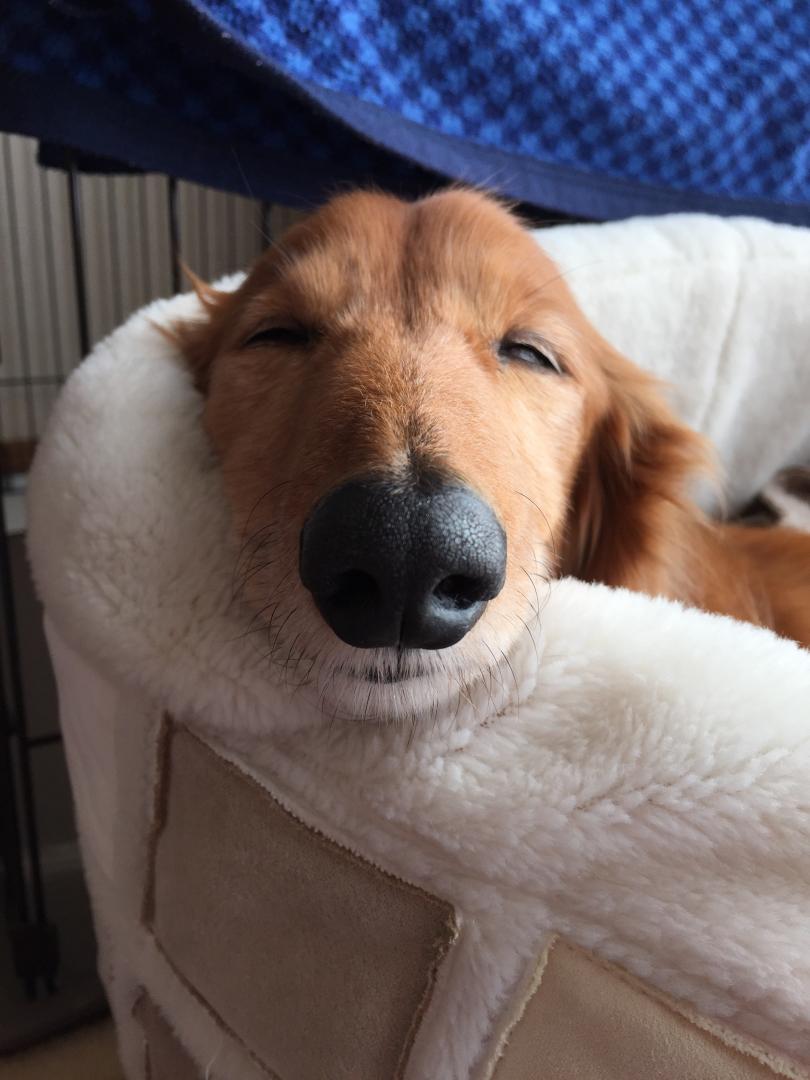 ブサイクな顔撮らないでよ Takashanさんの投稿写真 犬 愛犬フォトコンテスト イヌトミィ