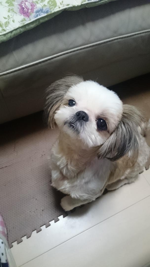 ヨシヨシしてもいいよ！
