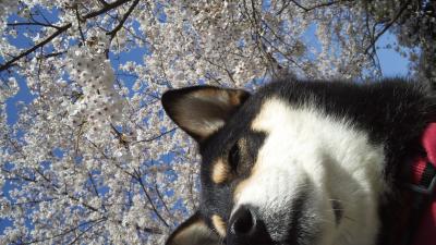 桜がきれいだワン