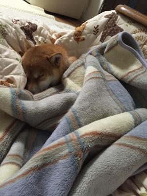 毛布にくるまれてお昼寝…