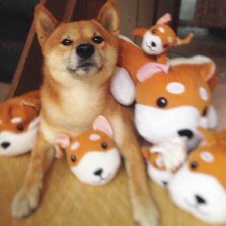 柴犬いっぱいやっ！