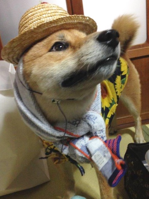 畑仕事