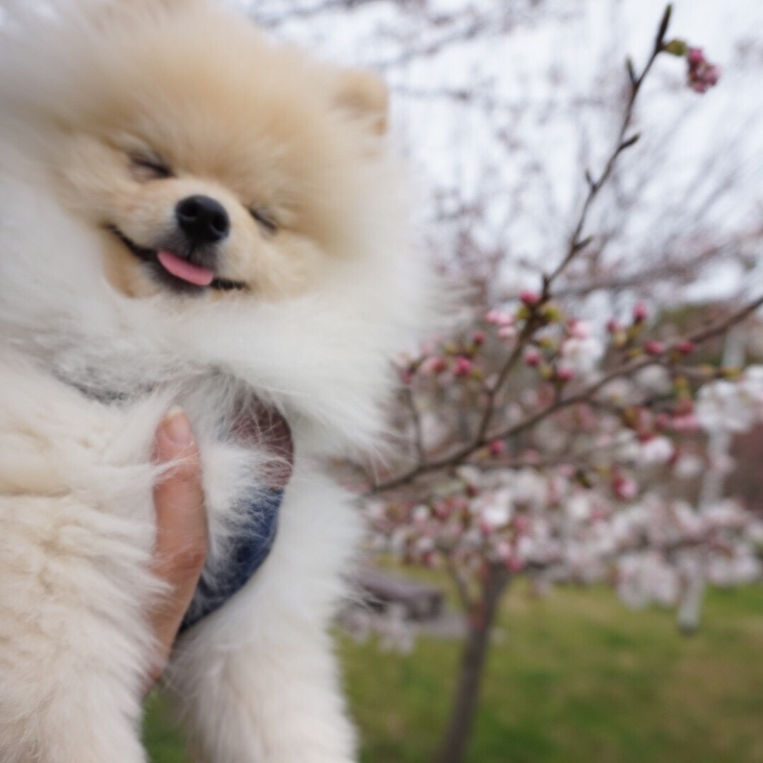 桜にご満悦このスマイルどや♡