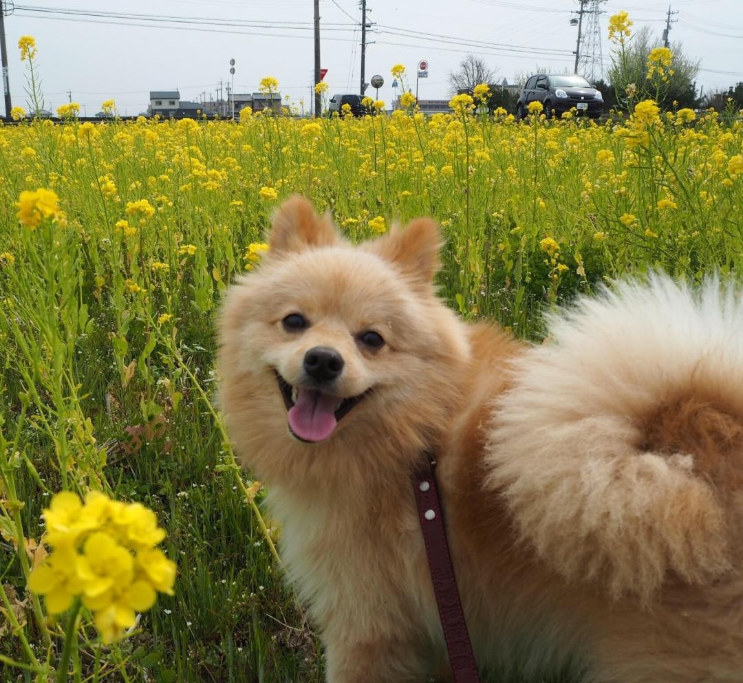 菜の花畑、楽しすぎるよ