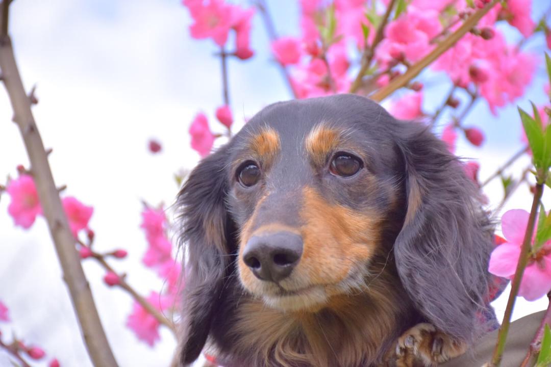 桃の花もぼくも可愛いでしょ