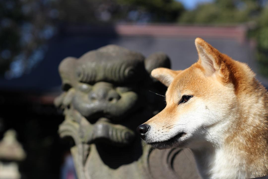 狛犬とツーショット!