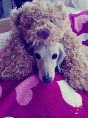 rara with bear