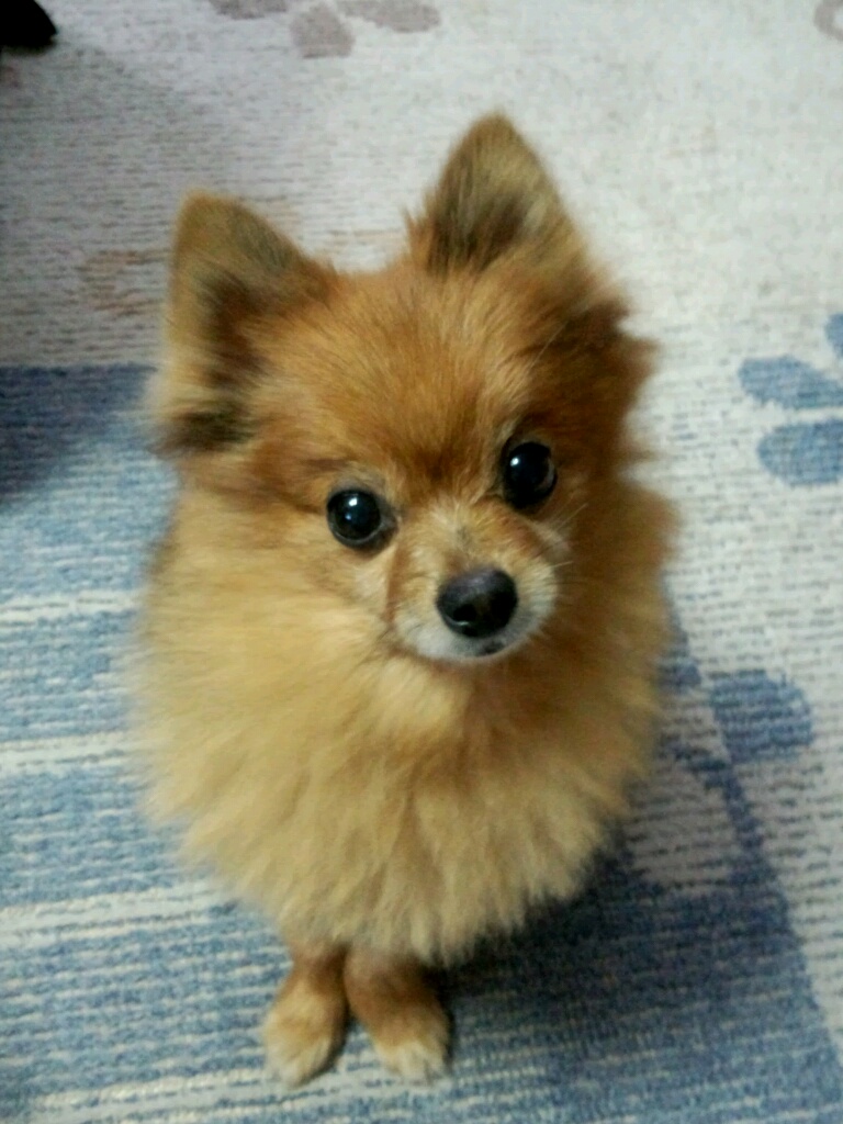 お願い