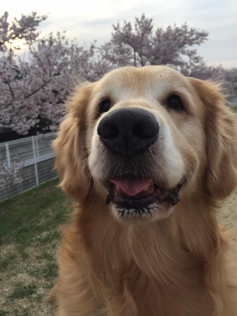 桜の花をクンクン