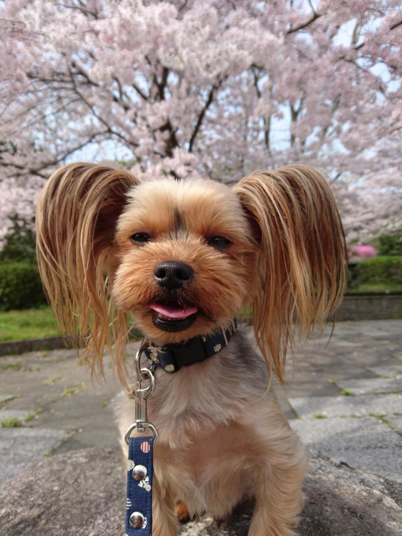 朔とお花見〜まだお写真撮るの？！〜