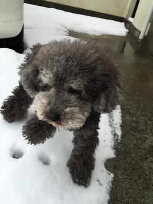 雪つめた～い(llﾟωﾟ)