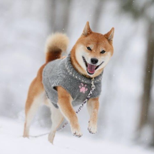 雪山で大はしゃぎ