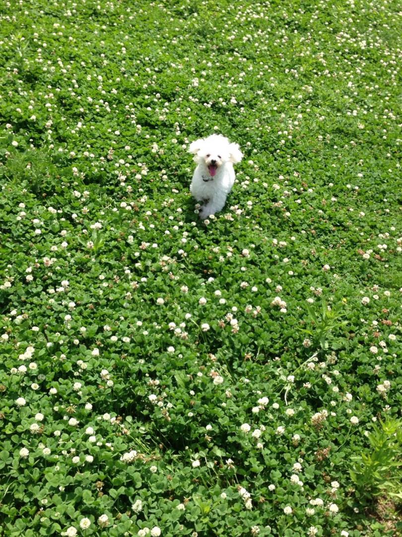 シロツメクサ犬