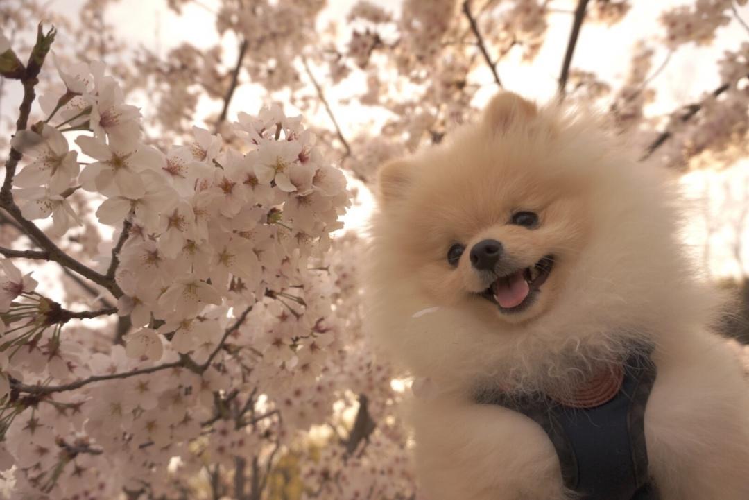 さくら綺麗ね♡