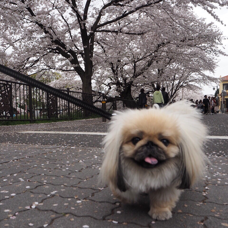 初めてのお花見