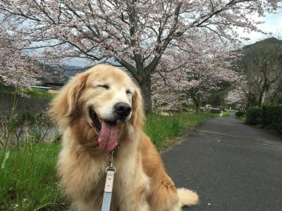 お花見