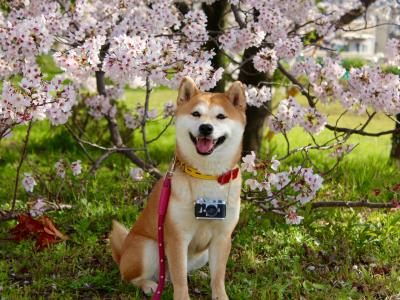 るんるんスマイル！カメラ女犬