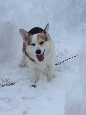 わーい！雪だー！！！！