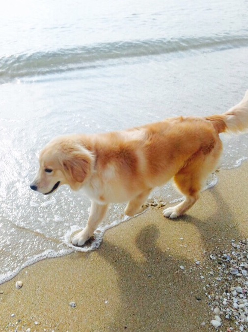 海とぼく