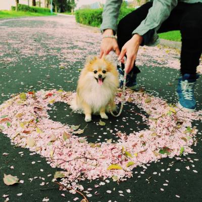 桜の花びらの輪のなかで