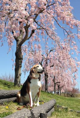 青空と桜とミッチ