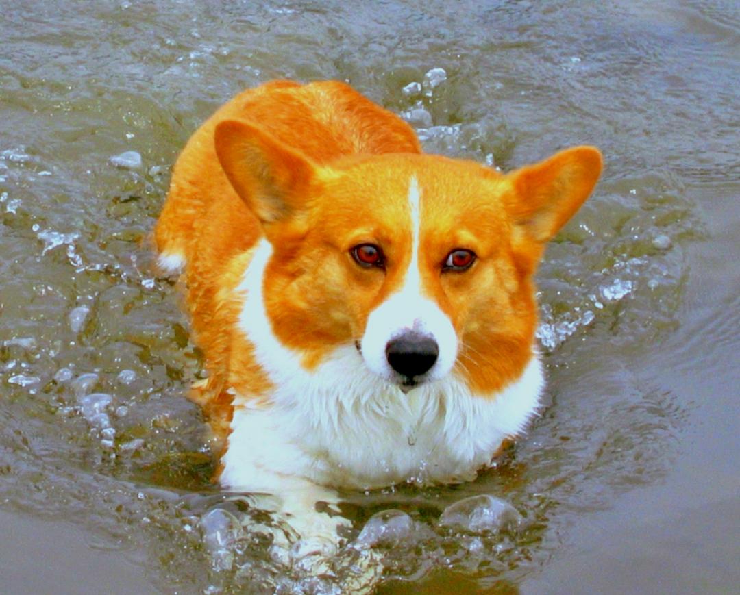 夏の水あそび