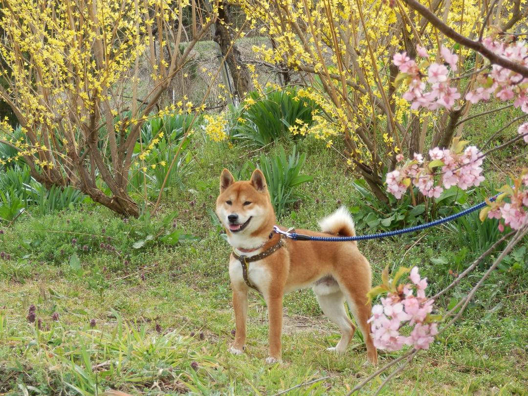 綺麗だね！