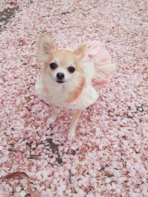 桜の絨毯はふわっふわっ♪*ﾟ･.｡.:*