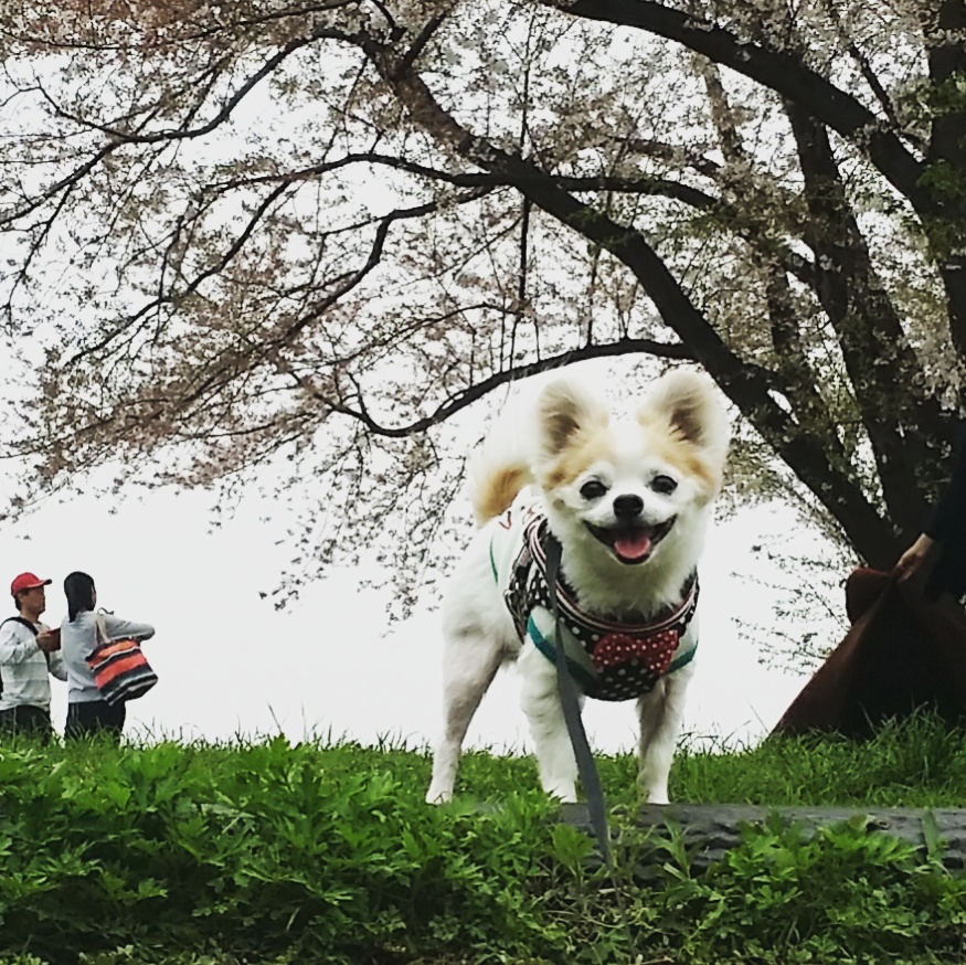 桜の木の下で