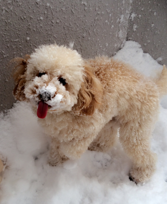 雪大好きおたるっ子