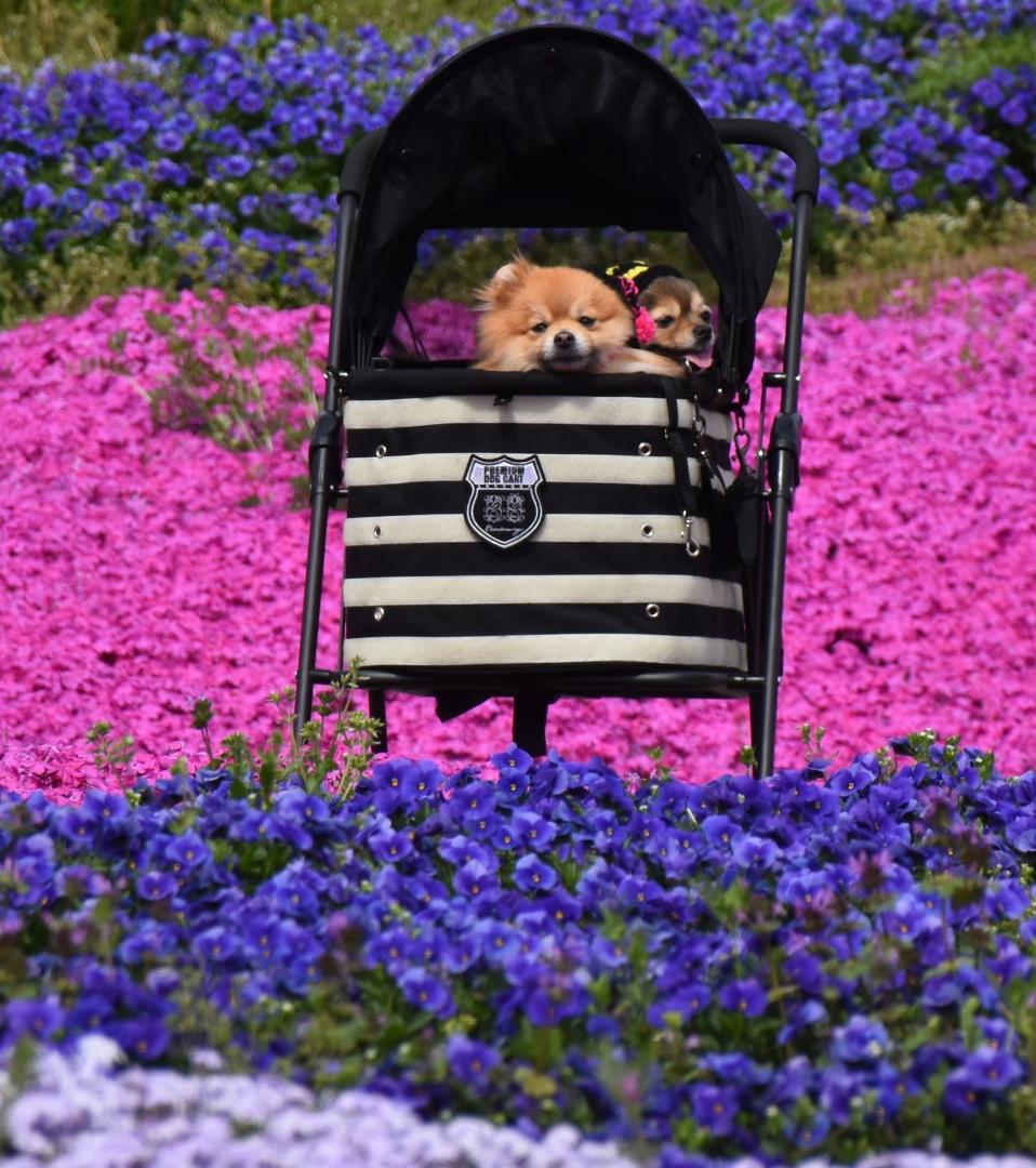 お花畑の真ん中でルンﾙﾝ♪ (≧▽≦) ﾙﾝ♪