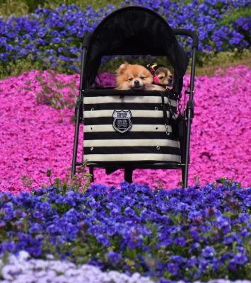 お花畑の真ん中でルンﾙﾝ♪ (≧▽≦) ﾙﾝ♪