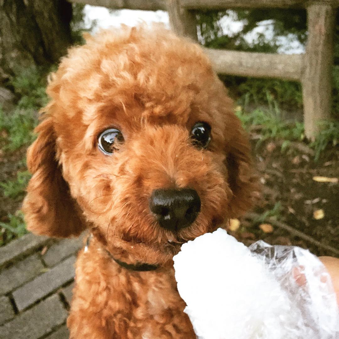 おにぎり大好き さっち さんの投稿写真 犬 愛犬フォトコンテスト イヌトミィ