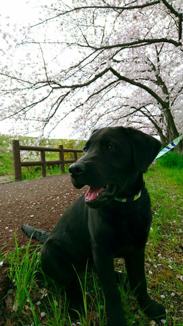 初めてのお花見