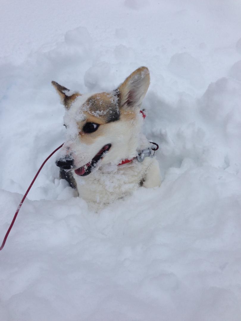 わーい！雪だ！