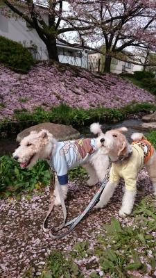 花の香りを嗅いで